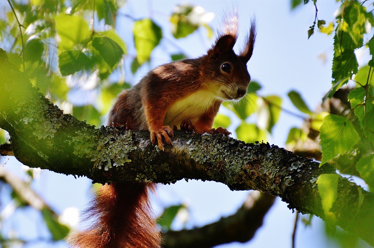 5-squirrel-1409107_1280