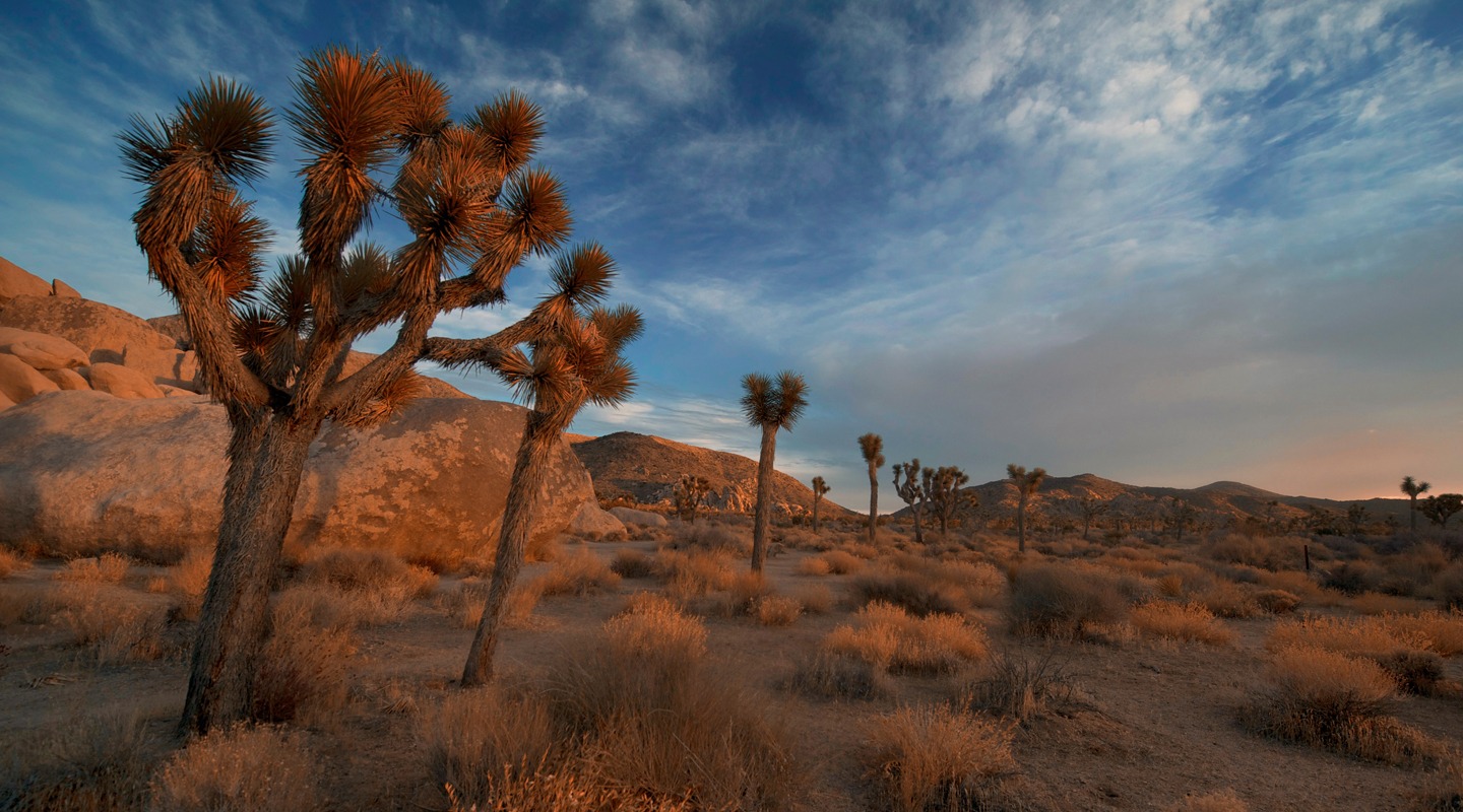 Joshua trees in the Southern California desert landscape under a blue and cloudy sky